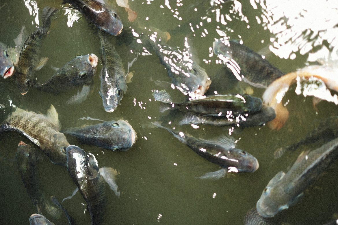 Fish farming in Nigeria